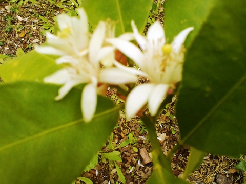 A nossa horta tem árvores e dão flor.